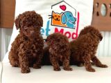 Petmode Köpek Çiftliğinde Ziyarete Açık Toy Poodle