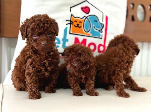 Petmode Köpek Çiftliğinde Ziyarete Açık Toy Poodle görsel
