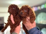 Petmode Köpek Çiftliğinde Ziyarete Açık Toy Poodle