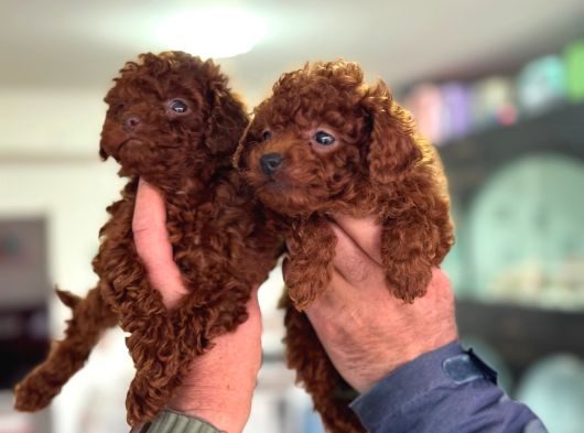 Petmode Köpek Çiftliğinde Ziyarete Açık Toy Poodle görsel