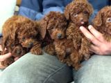 Petmode Köpek Çiftliğinde Ziyarete Açık Toy Poodle