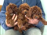 Petmode Köpek Çiftliğinde Ziyarete Açık Toy Poodle
