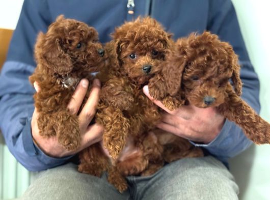 Petmode Köpek Çiftliğinde Ziyarete Açık Toy Poodle görsel