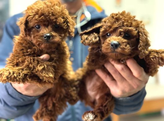 Petmode Köpek Çiftliğinde Ziyarete Açık Toy Poodle görsel