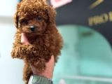 Petmode Köpek Çiftliğinde Ziyarete Açık Toy Poodle