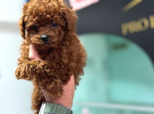 Petmode Köpek Çiftliğinde Ziyarete Açık Toy Poodle görsel