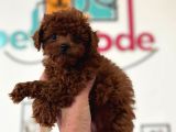 Petmode Köpek Çiftliğinde Ziyarete Açık Toy Poodle