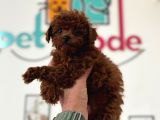 Petmode Köpek Çiftliğinde Ziyarete Açık Toy Poodle