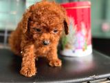 Ankarada Micro Tea Cup Kore Poodle Yavrumuz Ziyarete Açık