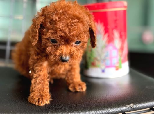 Ankarada Micro Tea Cup Kore Poodle Yavrumuz Ziyarete Açık görsel