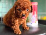 Ankarada Micro Tea Cup Kore Poodle Yavrumuz Ziyarete Açık