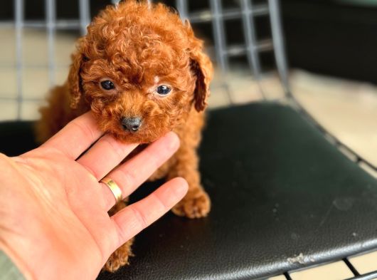Ankarada Micro Tea Cup Kore Poodle Yavrumuz Ziyarete Açık görsel