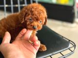 Ankarada Micro Tea Cup Kore Poodle Yavrumuz Ziyarete Açık