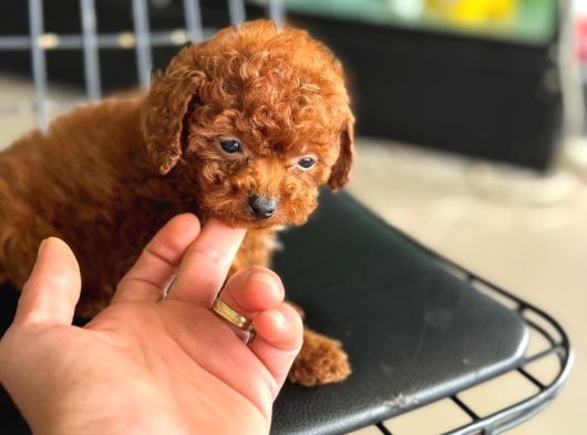 Ankarada Micro Tea Cup Kore Poodle Yavrumuz Ziyarete Açık görsel