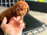 Ankarada Micro Tea Cup Kore Poodle Yavrumuz Ziyarete Açık