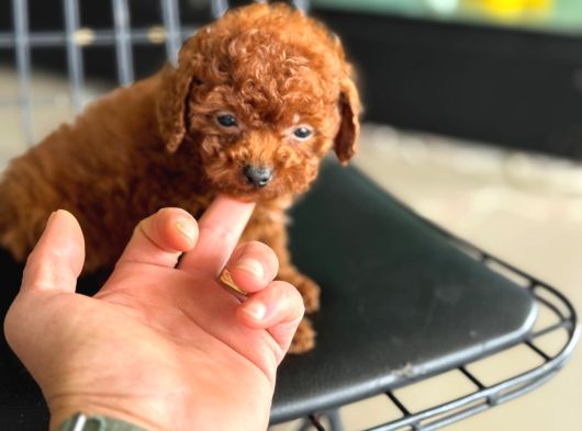 Ankarada Micro Tea Cup Kore Poodle Yavrumuz Ziyarete Açık görsel