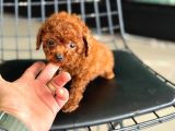 Ankarada Micro Tea Cup Kore Poodle Yavrumuz Ziyarete Açık