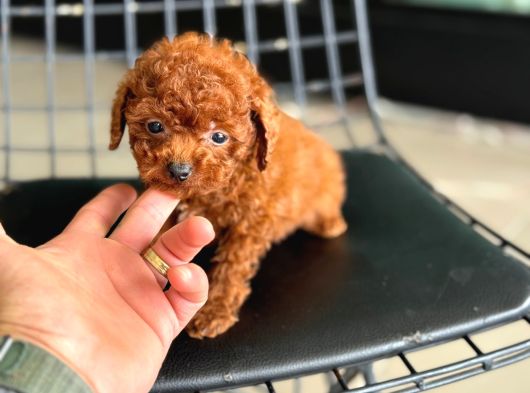 Ankarada Micro Tea Cup Kore Poodle Yavrumuz Ziyarete Açık görsel