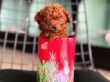 Ankarada Micro tea cup kore poodle yavrumuz ziyarete açık