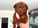 Ankarada Micro Tea Cup Kore Poodle Yavrumuz Ziyarete Açık