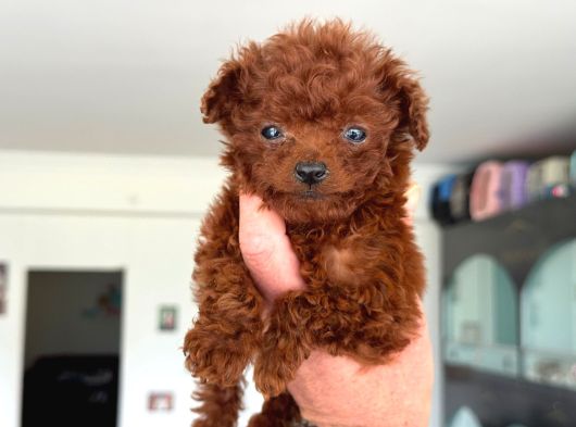 Ankarada Micro Tea Cup Kore Poodle Yavrumuz Ziyarete Açık görsel