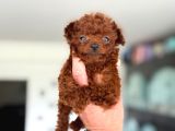 Ankarada Micro Tea Cup Kore Poodle Yavrumuz Ziyarete Açık