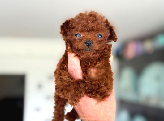 Ankarada Micro Tea Cup Kore Poodle Yavrumuz Ziyarete Açık görsel