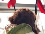 Kore Toy Poodle Dişi Yavrular