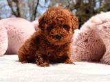 Kore Toy Poodle Yavrular
