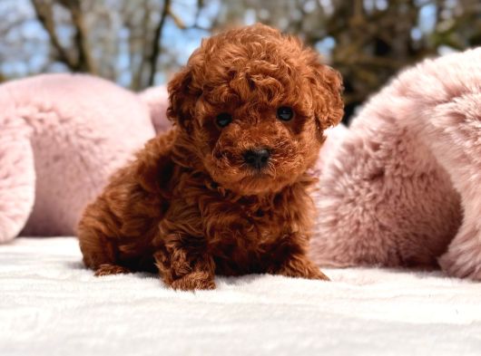 Kore Toy Poodle Yavrular görsel