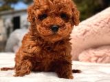 Kore Toy Poodle Yavrular