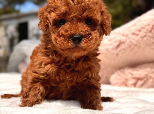 Kore Toy Poodle Yavrular görsel