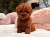 Kore toy poodle Yavrular