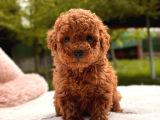 Kore Toy Poodle Yavrular