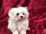 Oyuncak Bebek Görünümünde Maltese Terrier