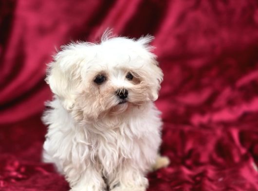 Oyuncak Bebek Görünümünde Maltese Terrier görsel