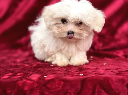 Oyuncak Bebek Görünümünde Maltese Terrier