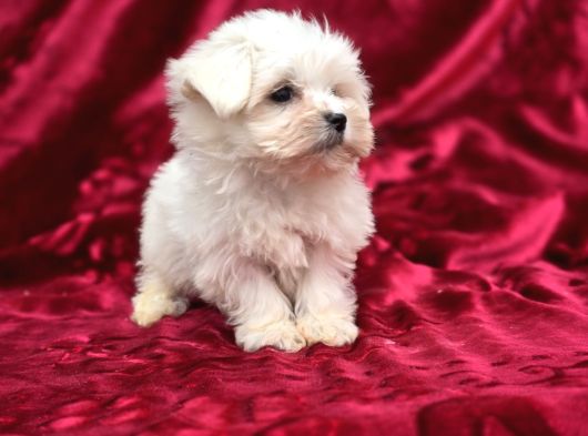 Ayıcık Surat Maltese Terrier Bebekler görsel