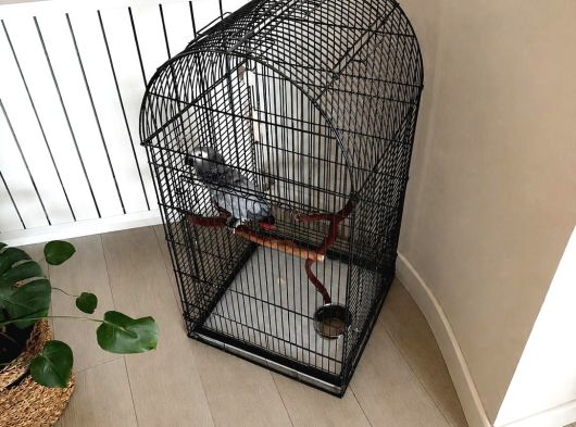 Satılık 5 Yaşında Jako Papağanı Kırmızı Kuyruklu görsel