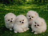 Pomarian boo show class