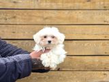 Güvenilir Üretim Çiftliğinden Maltese Terrier