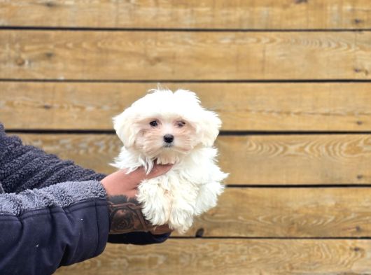 Güvenilir Üretim Çiftliğinden Maltese Terrier
