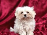 Oyuncak Bebek Görünümünde Maltese Terrier