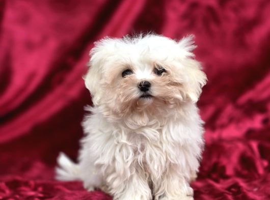 Oyuncak Bebek Görünümünde Maltese Terrier görsel
