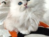 Anne Baba Scrli Safkan Longhair Yavruları