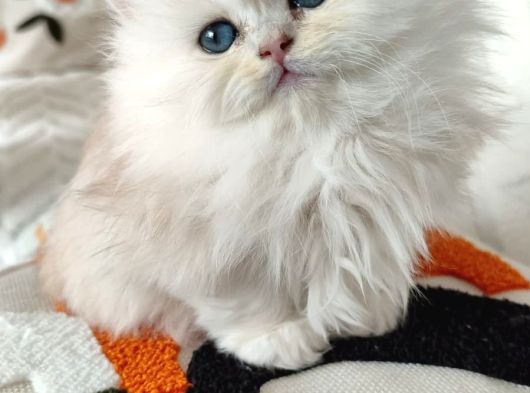 Anne Baba Scrli Safkan Longhair Yavruları görsel