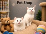 Mükemmel Güzellikte Beyaz British Shorthair Yavrularımız