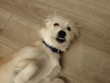 Ücretsiz Terrier Yuva arıyor