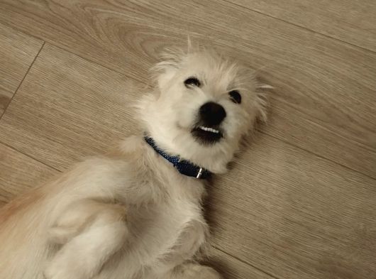 Ücretsiz Terrier Yuva Arıyor
