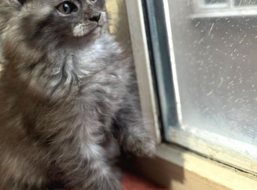 Maine Coon Yavru görsel